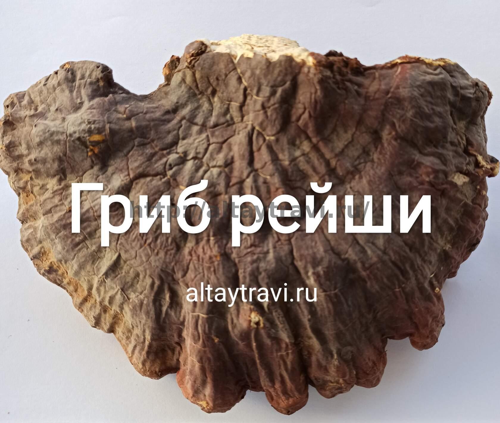 Купить Гриб Рейши - лучшее качество и цена | Заказать Рейши онлайн